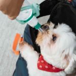 Why Does My Dog Cough After Drinking Water