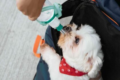 Why Does My Dog Cough After Drinking Water
