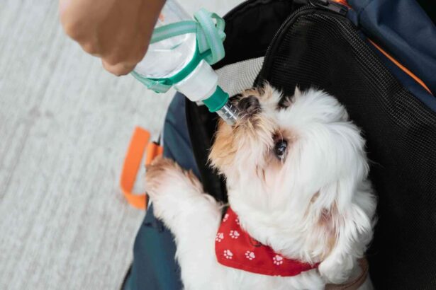 Why Does My Dog Cough After Drinking Water