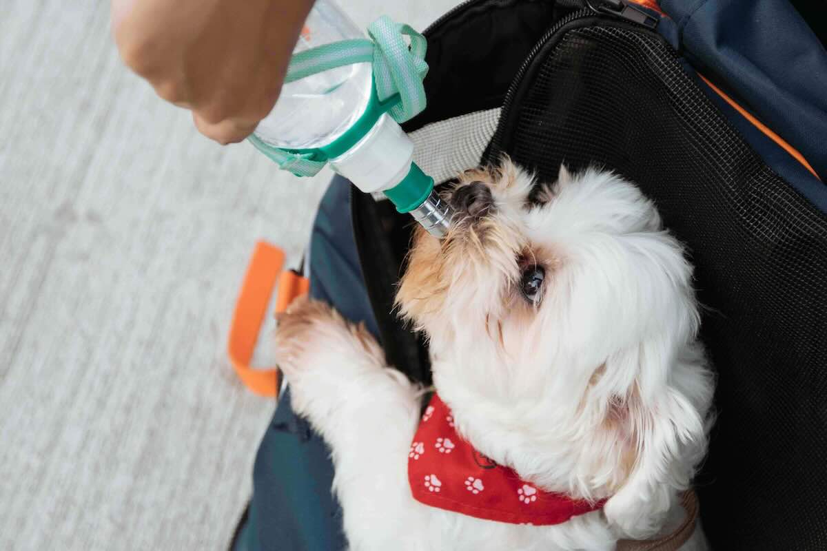 Why Does My Dog Cough After Drinking Water